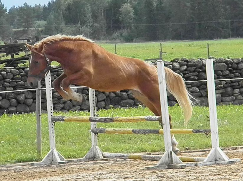 Hercules hüppel, 12.august 2011.a.